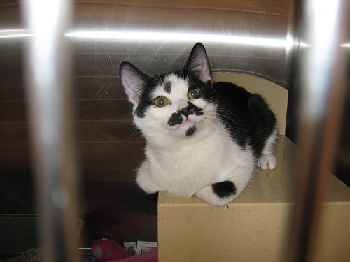 Calvin, Day One Calvin at the Petsmart adoption center, awaiting his jailbreak.