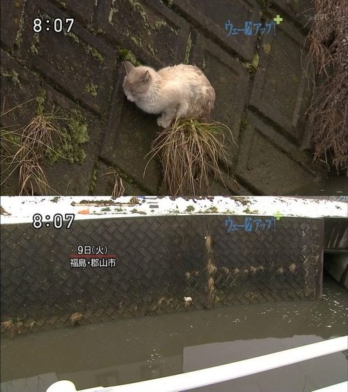 Cat Survives Tsunami